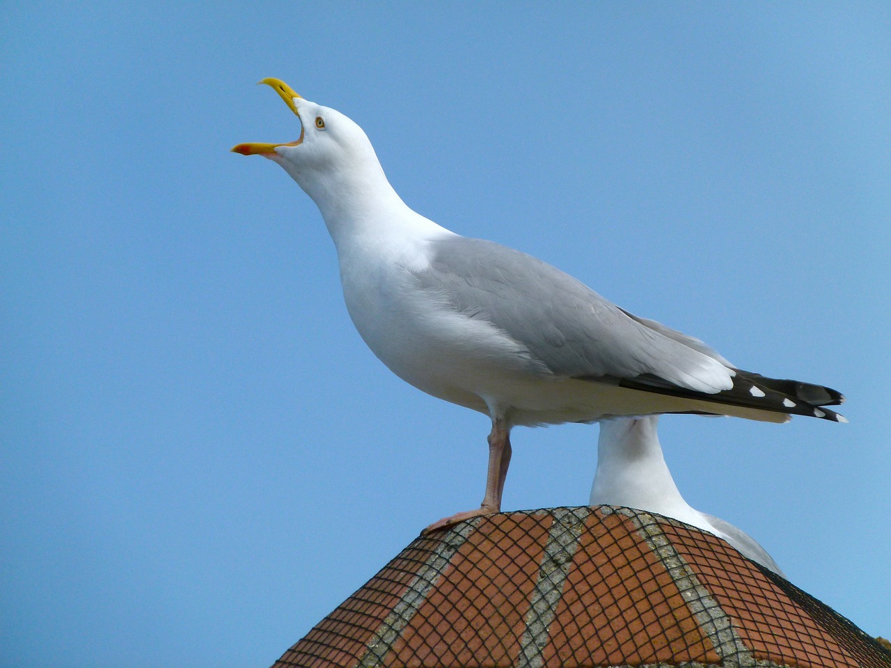 Seagull protection